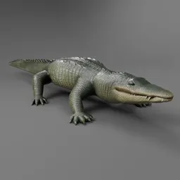 Alligator