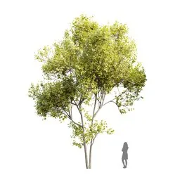 Highly detailed 11m Acer Saccharinum 3D model with 4K textures and materials, perfect quad mesh topology for Blender.