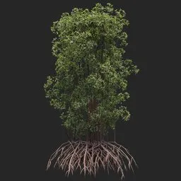 Mangrove Tree