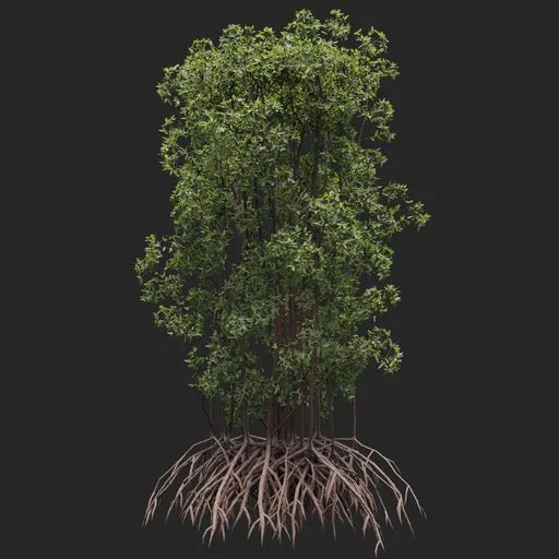 Mangrove Tree