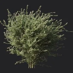 Glossy abelia