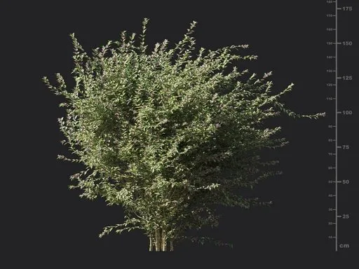 Glossy abelia