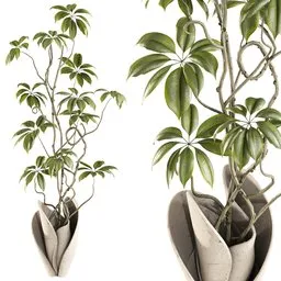 Ficus
