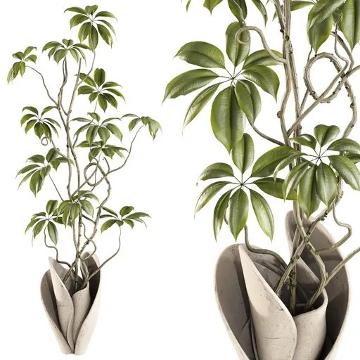 Ficus