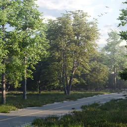 Summer Forest Road Environment Animation