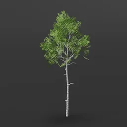 Aspen Tree short crown