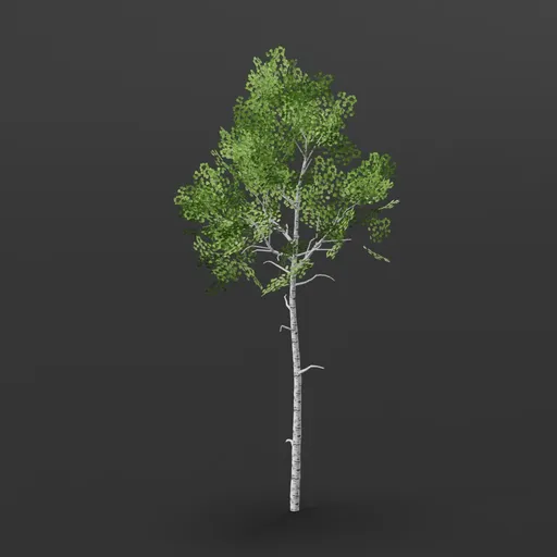 Aspen Tree short crown
