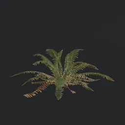 "Game-ready Tropical Fern a1 3D model with PBR textures for Blender 3D. Features hyper-realistic flame ferns native to Kauai, perfect for indoor use. Ideal for game capture and inventory inspection."