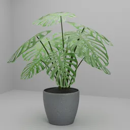 Monstera Adansonii in Concrete Pot
