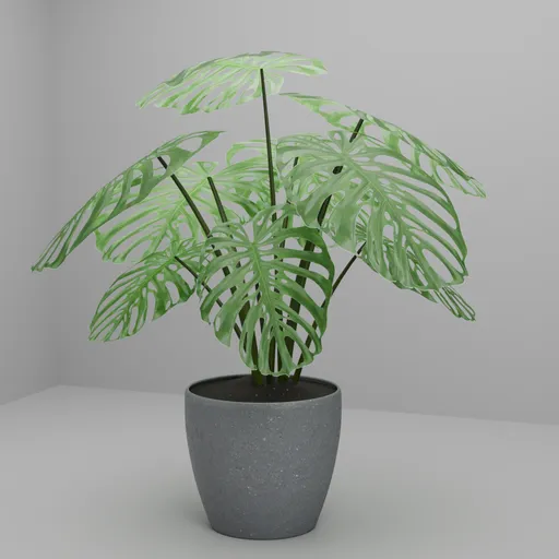 Monstera Adansonii in Concrete Pot