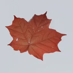 Sugar Maple Leaf