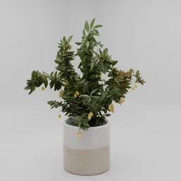 Olive Tree in Pot