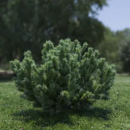 Plant Catherine Elizabeth