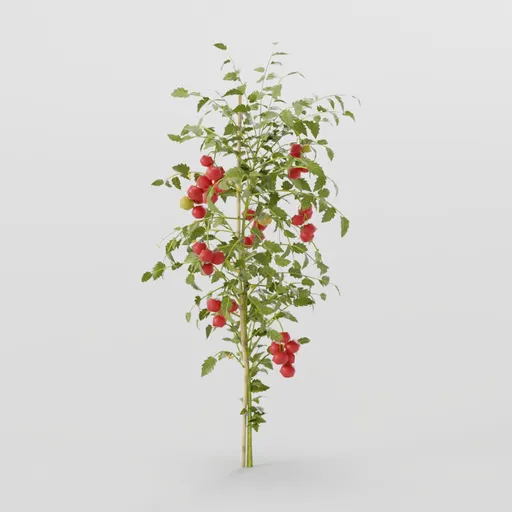 Mature Tomato Plant