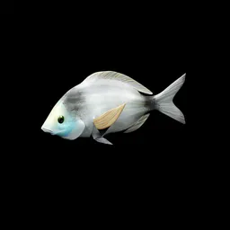 Animated mediterranean fish, Esparrai