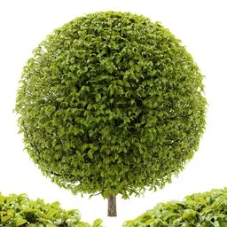 hedge spherical plant