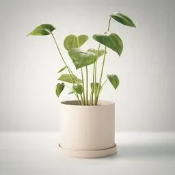 Vase Monstera