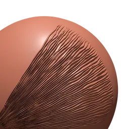Mushroom Gills (Lamellae) fan