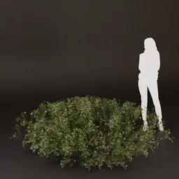 SJ-Rainwashed Garden Bush