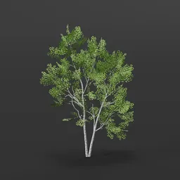 Aspen Tree double trunk