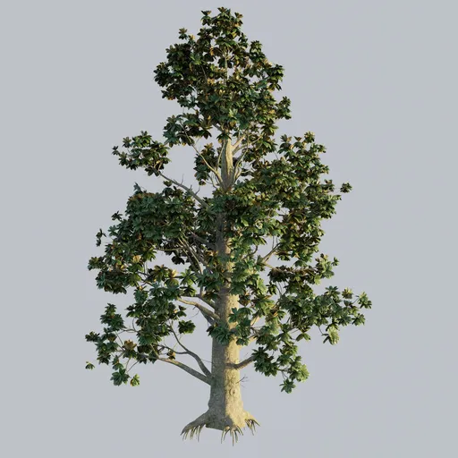 Southern Magnolia