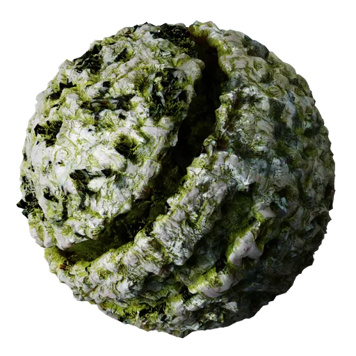 Smooth Beach Rock Seaweed