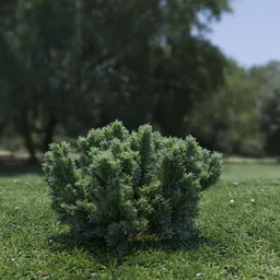 Plant Catherine Elizabeth