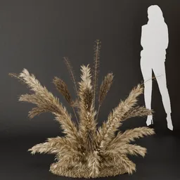 SJ- Pampas Golden Breeze Bush