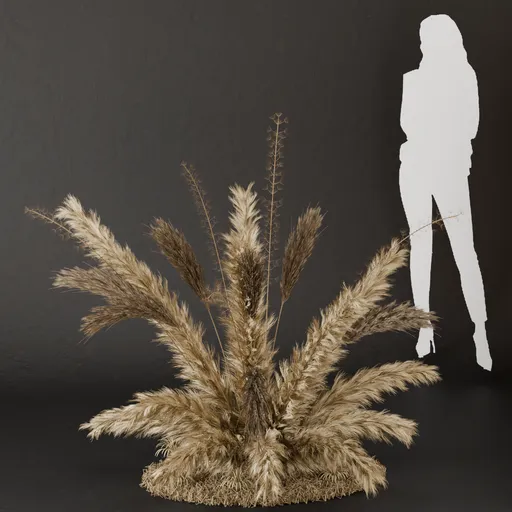 SJ- Pampas Golden Breeze Bush