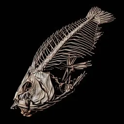 Decayed Fish Skeleton (Transparent PNG)