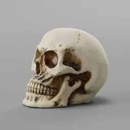 "Small decorative skull 3D model for Blender 3D software - a contemporary ceramic piece resembling a white skull with a black face. This photorealistic resin sculpture, with square jaw and aged details, is perfect for various artistic projects. Created by Ai Weiwei, the small skull showcases Scandinavian design aesthetics."
