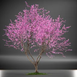 Tree Eastern Redbud Animated