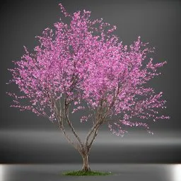 Tree Eastern Redbud Animated