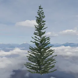 Evergreen Fir Tree Large