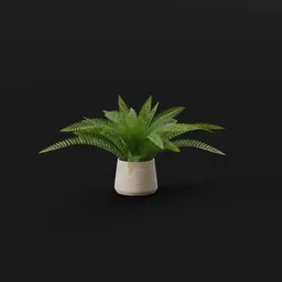 Tropical Fern Lrg Potted
