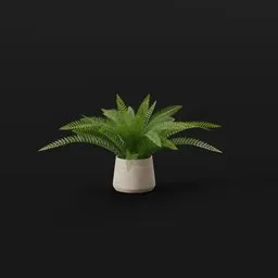 Tropical Fern Lrg Potted
