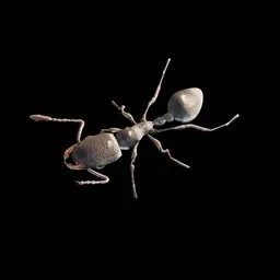 Wild Ant