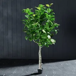 "Artificial Fig Tree 3D Model for Blender 3D - Easily Modifiable with Linked Copy Objects, Realistic Cinema 4D Render with Darkslategray Wall and White Paper Background - Perfect for Sustainable Design and Indoor Decoration Ideas."