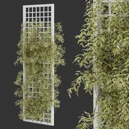Climbing Grid Vine  Plant