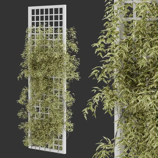 Climbing Grid Vine  Plant