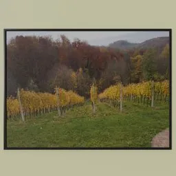 Vineyard Picture