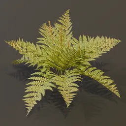 Cinnamon Fern Var