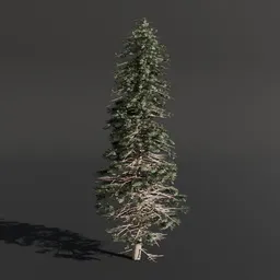 Detailed 3D Silver Fir model, optimized for gaming, architectural visualization, and various digital environments.