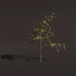 Small alder tree 3D model with detailed leaves rendered in Blender, suitable for virtual landscaping.