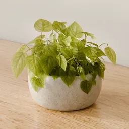 Pothos Concrete Planter