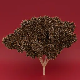 Black flowered yellow leaved tree