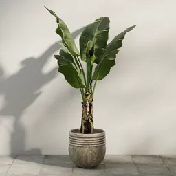 Rustic Banana Leaf Plant
