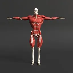 Male muscule anatomy rigged model