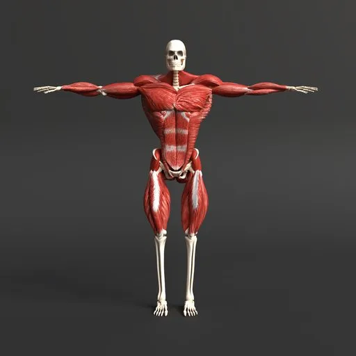 Male muscule anatomy rigged model