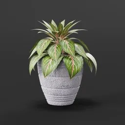 Highly detailed Aglonema plant 3D model in textured pot, perfect for Blender rendering, game asset, or virtual interior decoration.